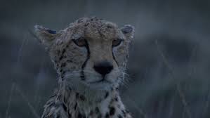Cheetah in the rain: HighQualityGifs