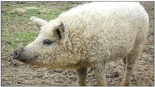 Sheep pig bbc 517 292 58