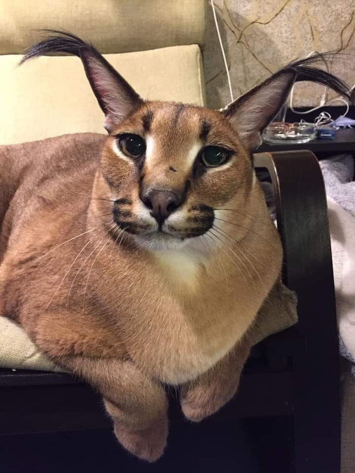 Ll