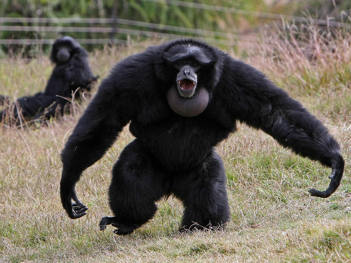 Siamang gibbon