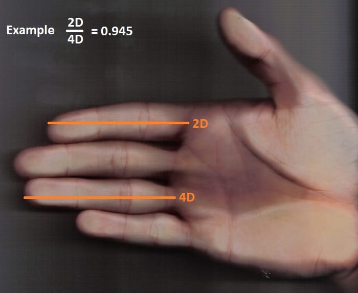 Hand zur Abmessung 2D4D