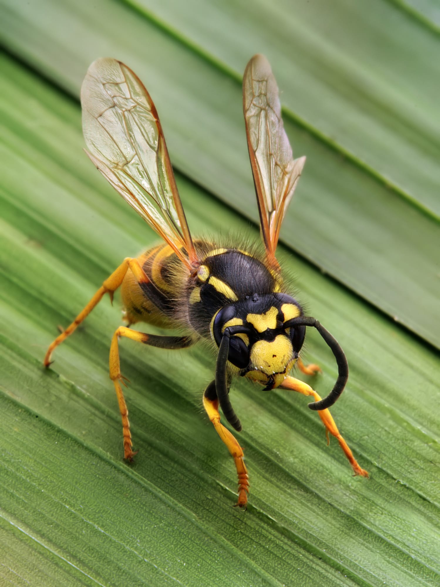 Vespula germanica Richard Bartz