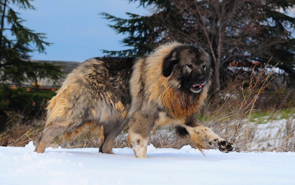 Caucasian Shepherd Dog2