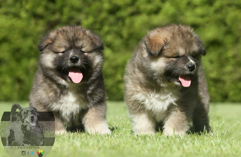 Caucasian caucasian shepherd dogs breed