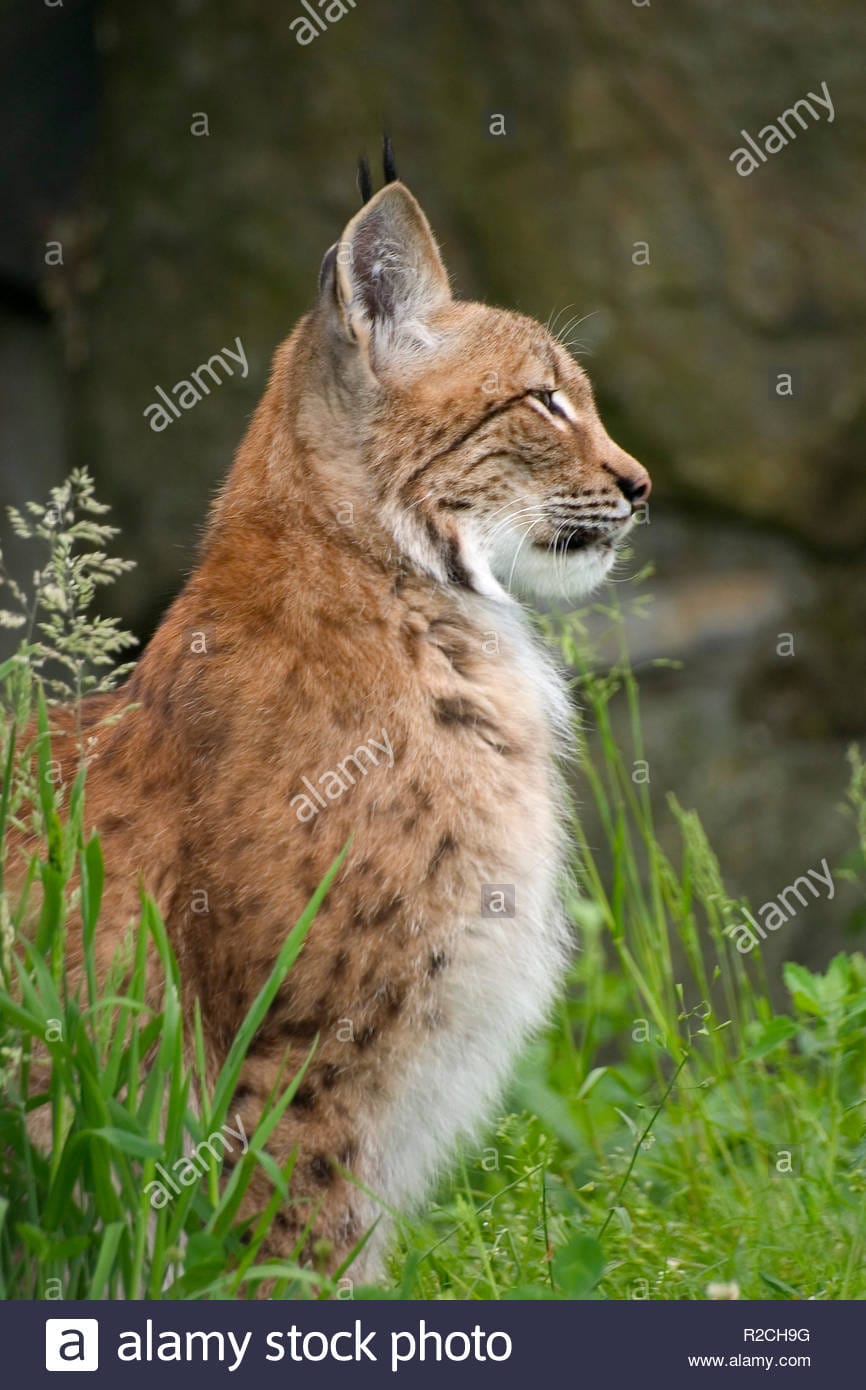 Luchs r2ch9g