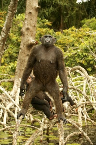 Chimpanzee standing branches 1314040