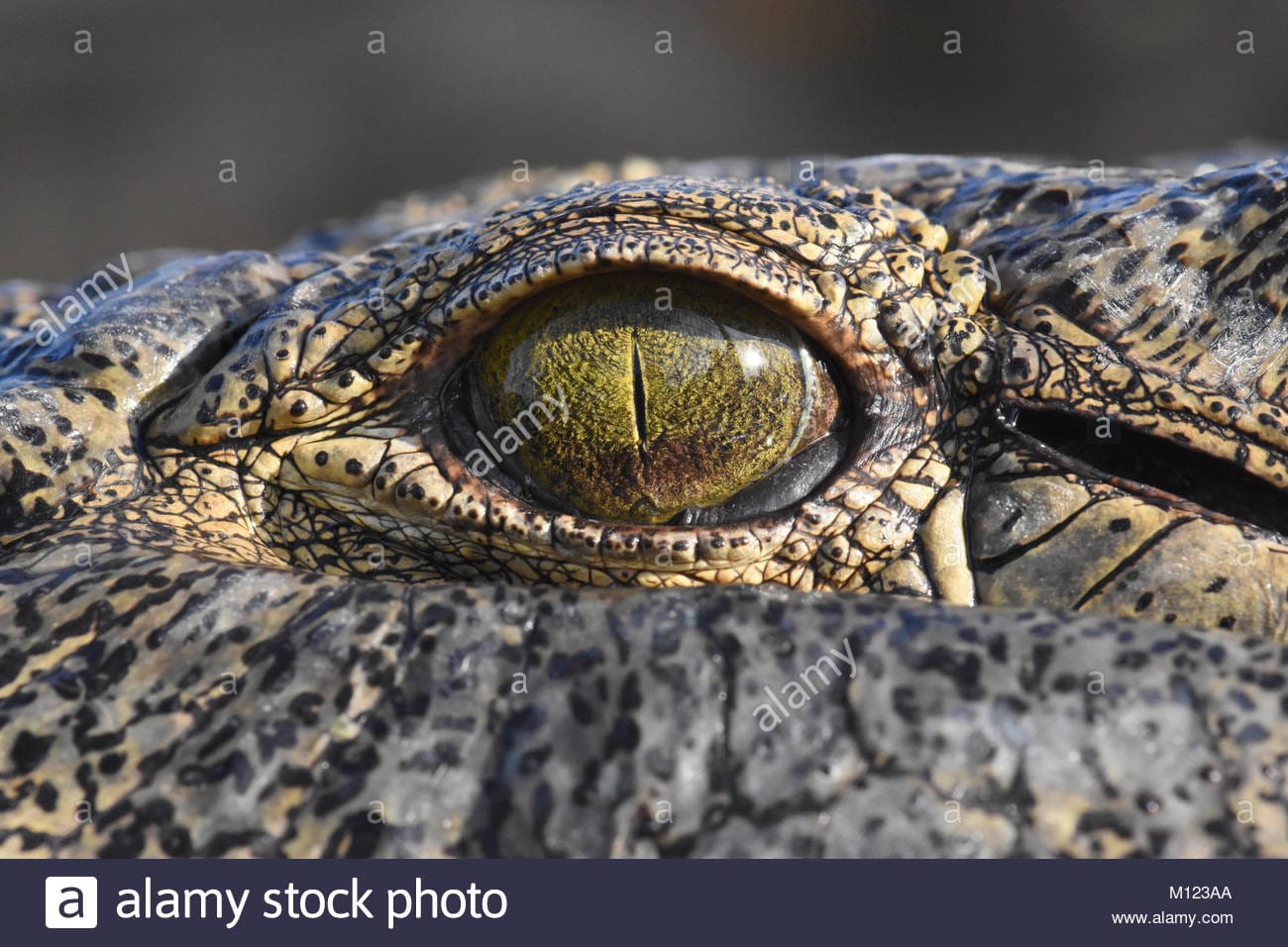 Ojo de cocodrilo del nilo m123aa