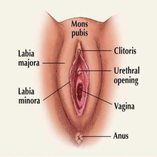 Vagina 1