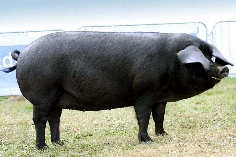 Large black main