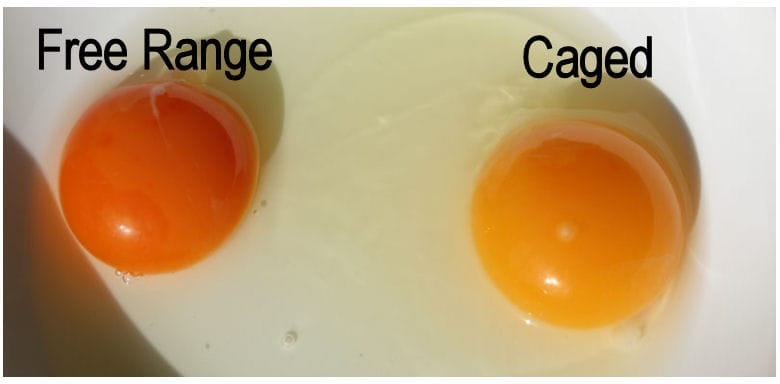 Free range eggs 2j1tdew