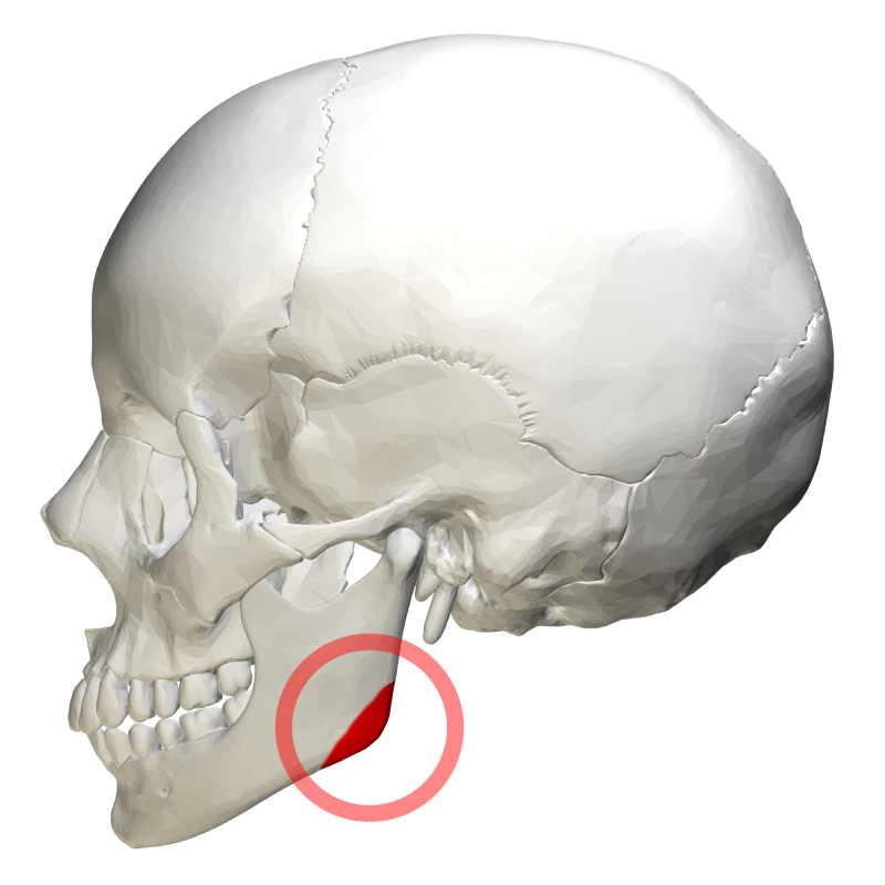 Mandibular angle   lateral view1