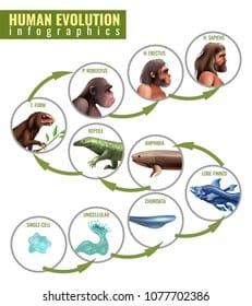 Human evolution infographics development stages 260nw 1077702386