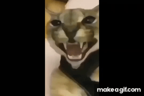 E8895F10 3A66 46DD BCFF B6C4ABD4F82C