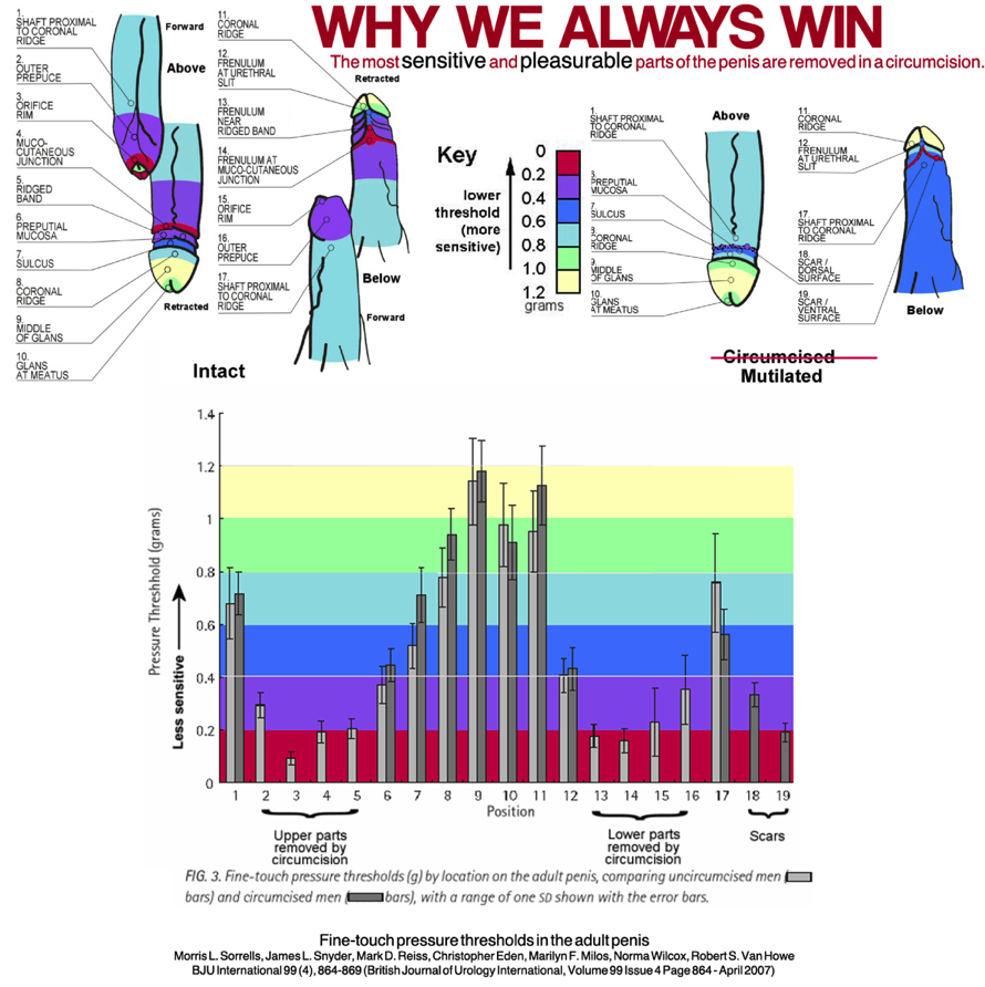 Penis sensitivity circumcision
