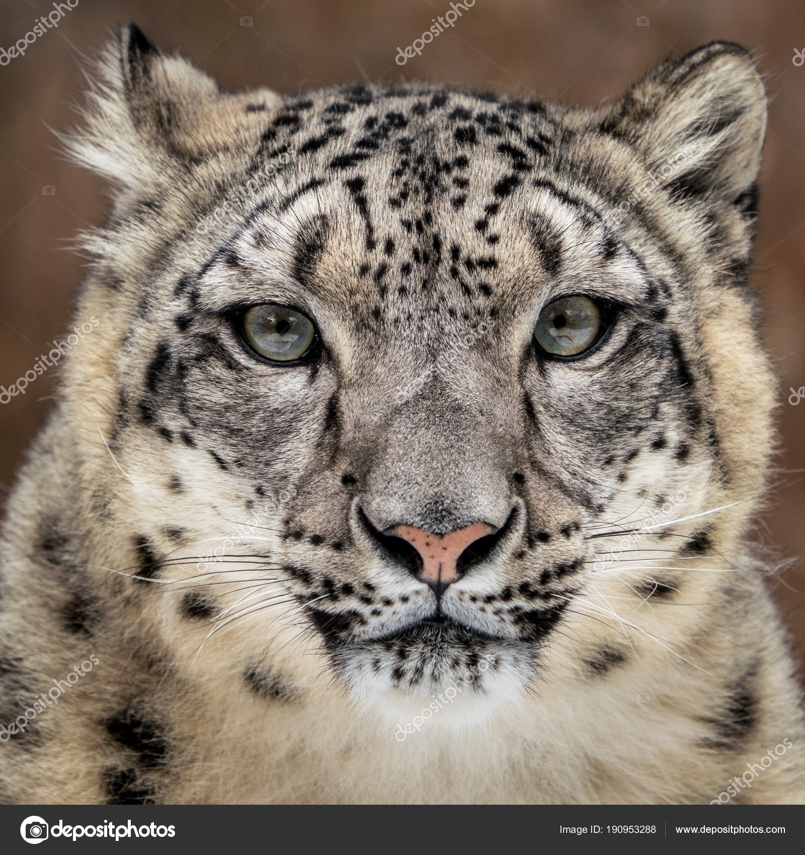 Depositphotos 190953288 stock photo snow leopard closeup