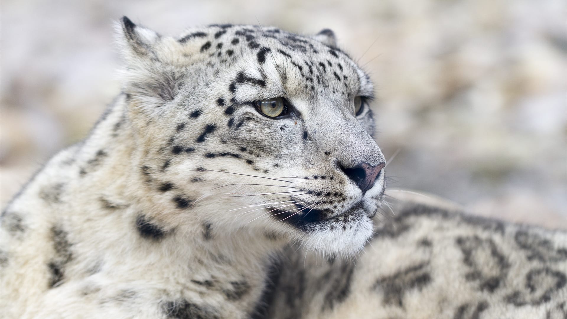 Snow leopard