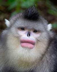 BBC Earth - Overline your lips they said, it'll look natural they said 😳  👄 #EarthCapture by mogenstrolle (via Instagram) The Yunnan snub-nosed  monkey, also known as the black snub-nosed monkey is