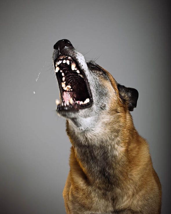 Barking dog problem 735616