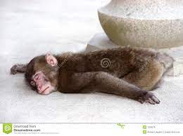 Sleeping monkey stock photo. Image of pose, monkey, japanese - 1320578