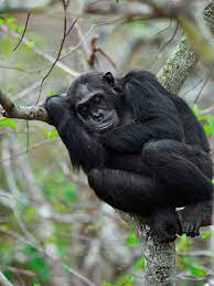 Chimpanzees Make Beds That Offer Them Best Night's Sleep