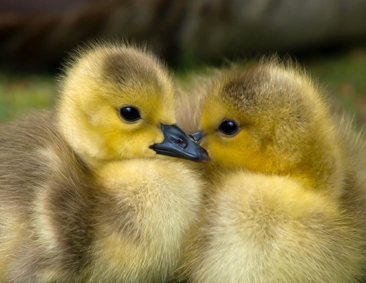 Baby geese
