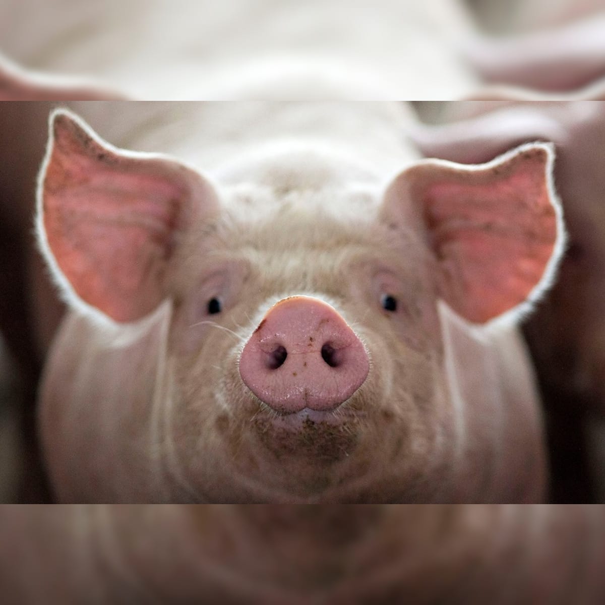 2018 05 08T120256Z 1 LYNXMPEE470SX RTROPTP 4 USA TRADE CHINA PORK FARMER