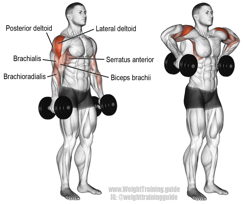 Dumbbell armpit row 2