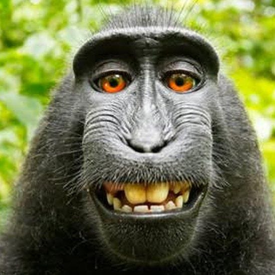 85730600 monkey2