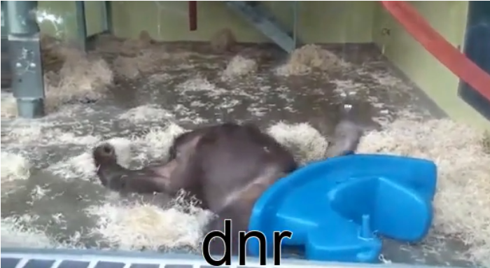 Dn