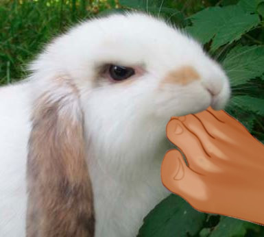 Bunny eat foot 2
