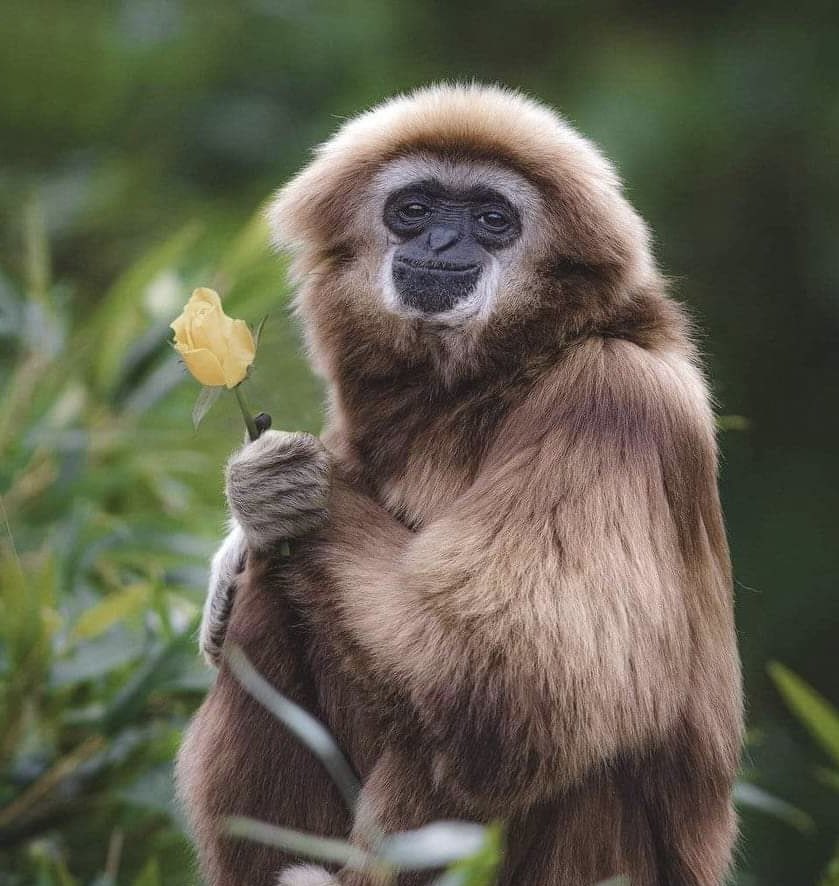 Happemonke