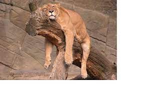 How animals sleep: secrets of slumber - Australian Geographic