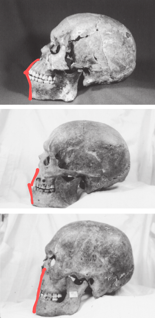 Lateral views of three Late Pleistocene male crania showing alveolar prognathism in Jebel2