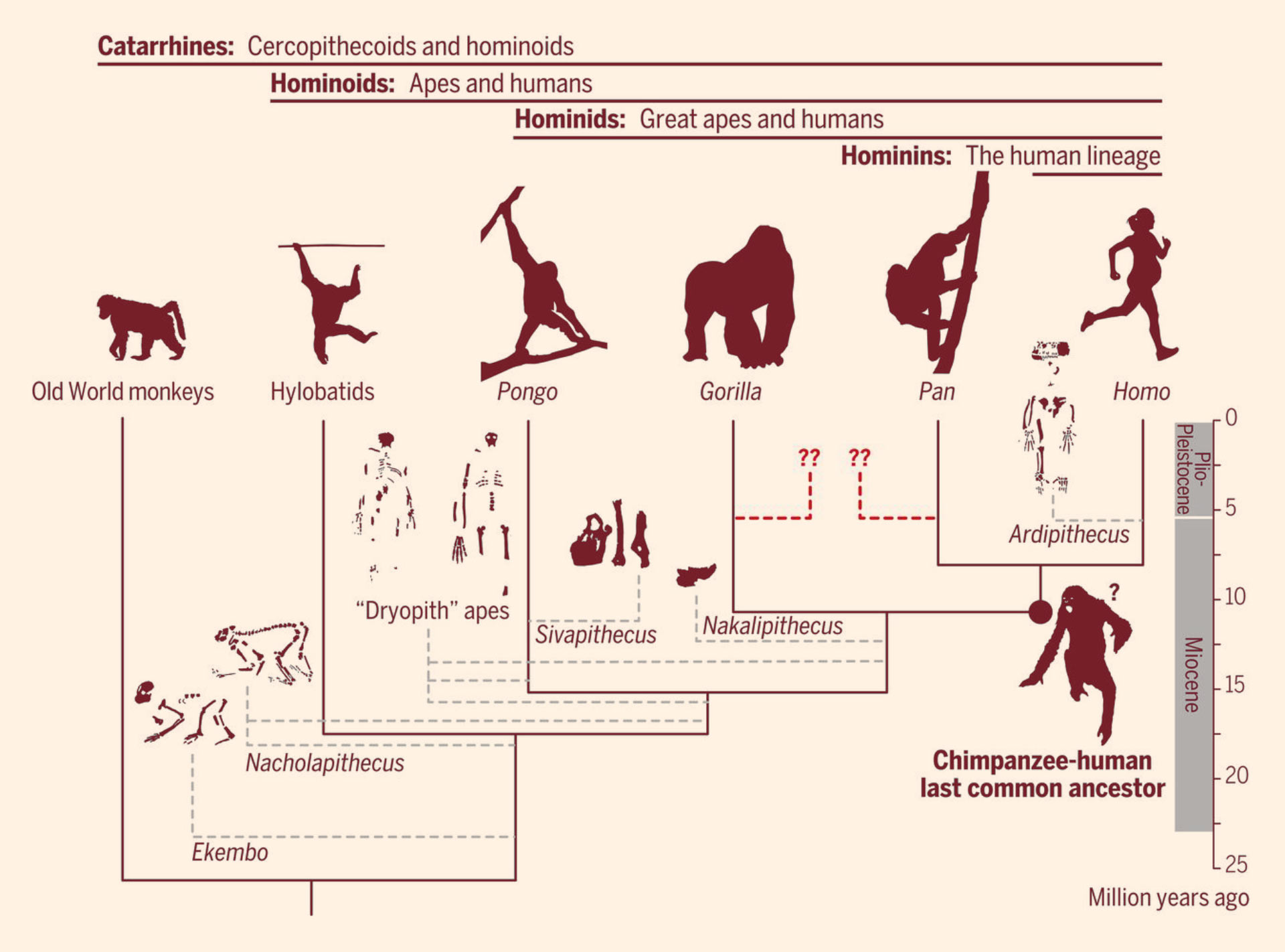 Image 9634 2e Hominins