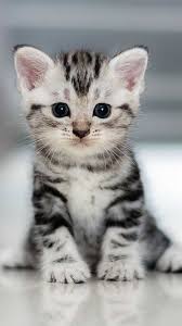 Cat1