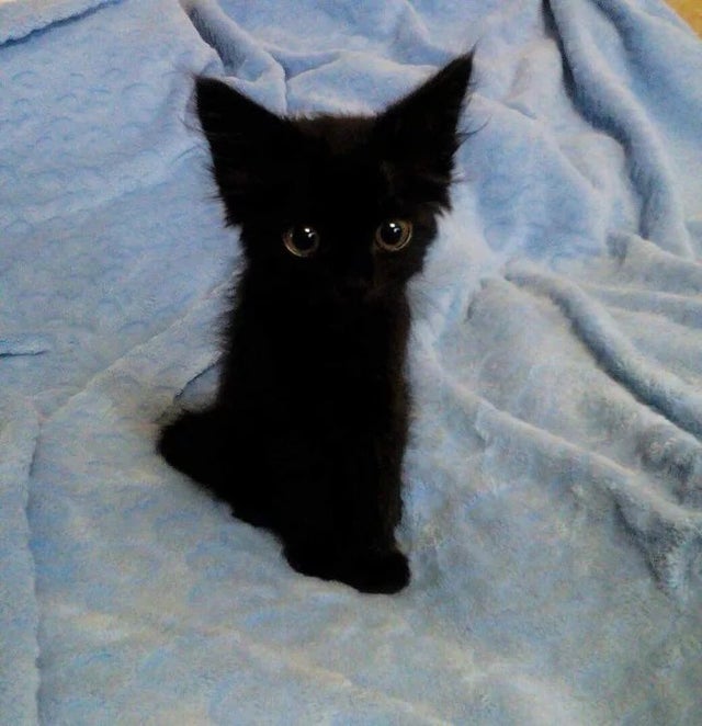 Cat3