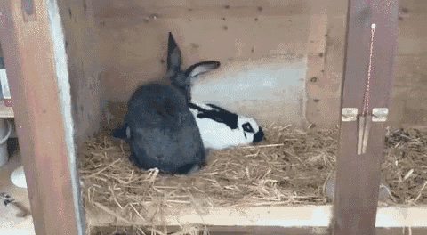 Rabbit sex