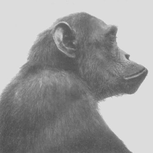 Images 7