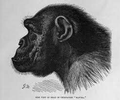 Images 11