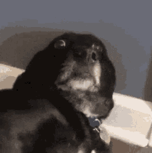 eye-roll-dog.gif