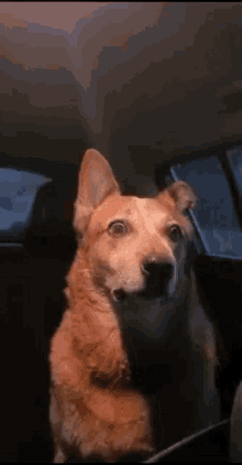 dog-shock.gif