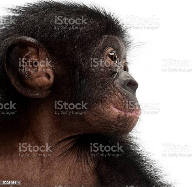 Istockphoto 520846414 612x612