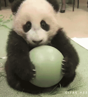 Cutepanda