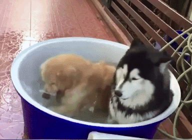 Cutedogs