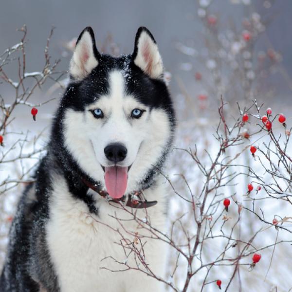 Como saber si mi husky es puro 50564 600 square