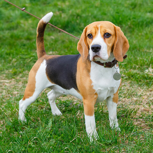 Portada beagle m