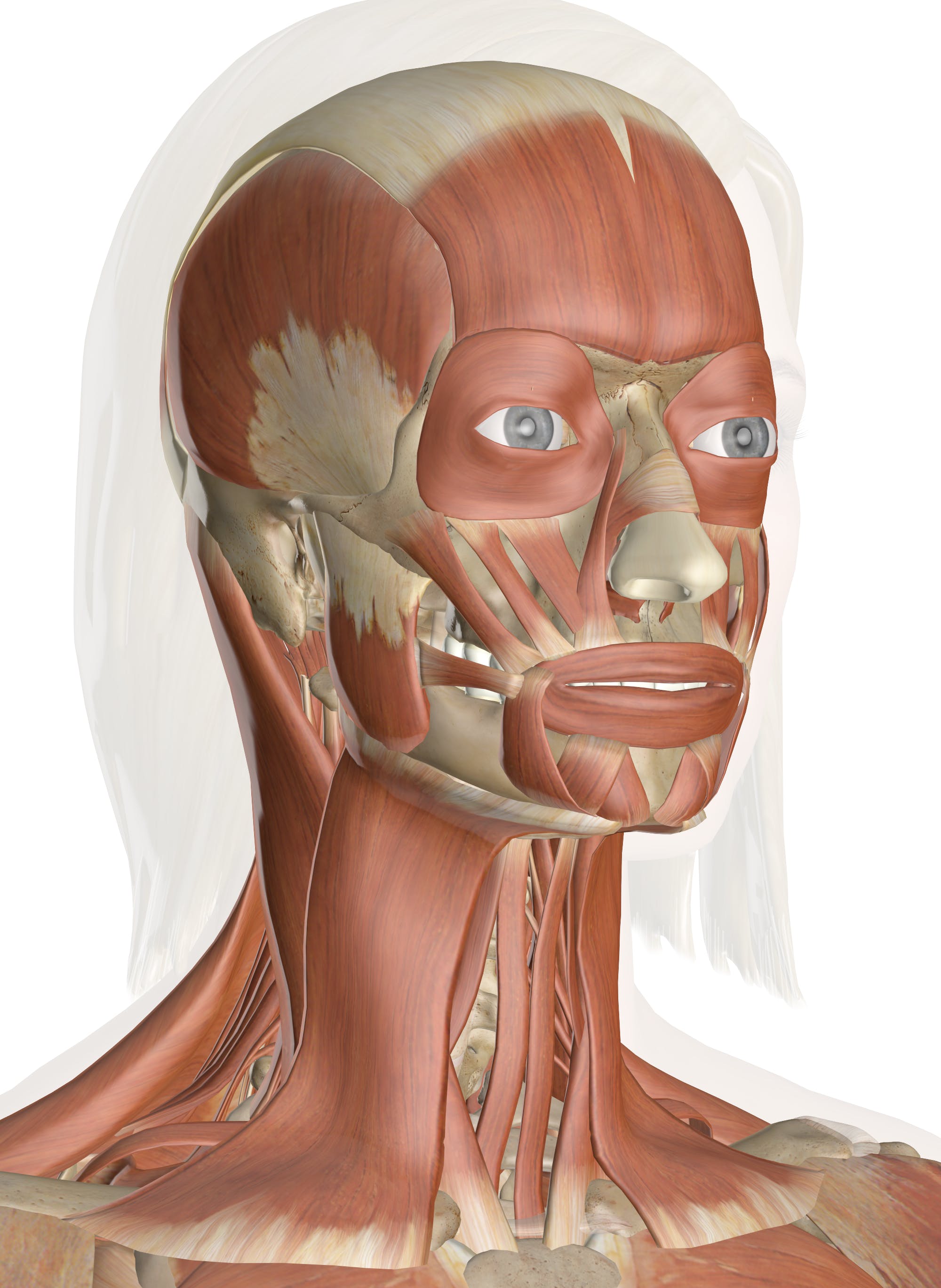 Muscles head neck
