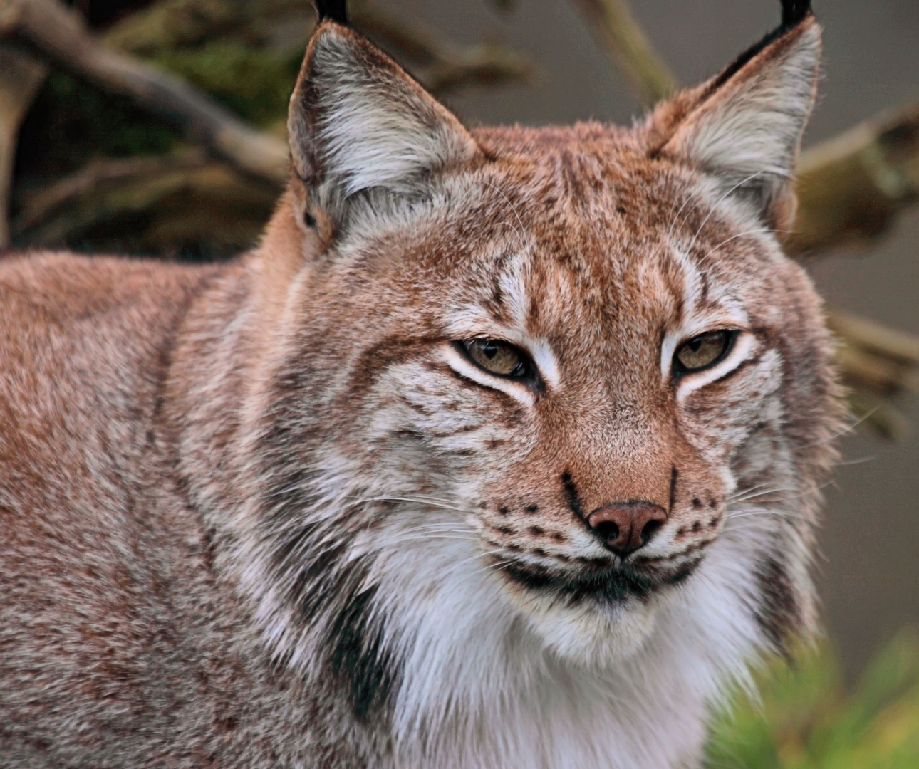 Eurasischer luchs lynx lynx ccc5cbd0 514c 4b7e b44b e170706f47c6