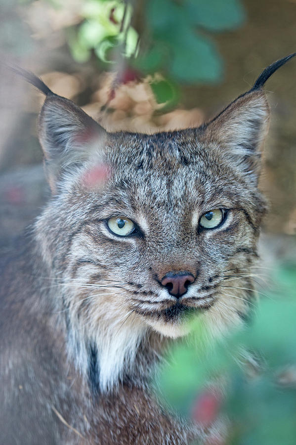 Canada lynx portrait fred hood
