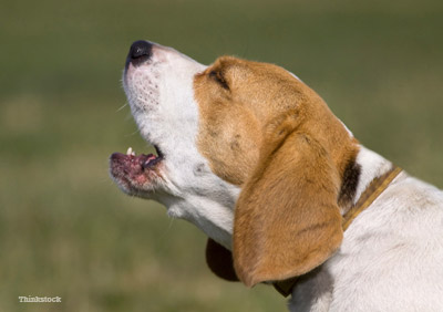 5 tips to help stop dog barking 153363583